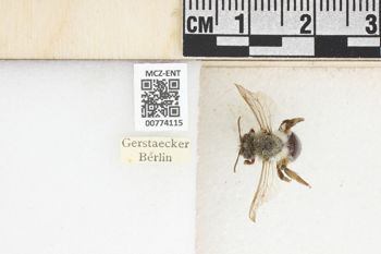 Media type: image;   Entomology 774115 Aspect: Labels